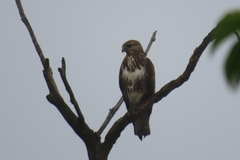 Buteo trizonatus