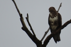 Buteo trizonatus