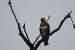 Buteo trizonatus