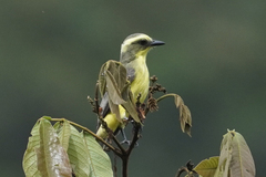 Conopias cinchoneti