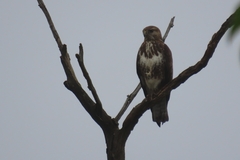 Buteo trizonatus
