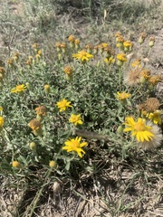 Heterotheca hirsutissima