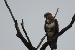 Buteo trizonatus