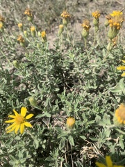 Heterotheca hirsutissima