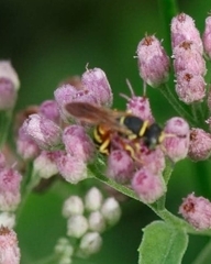 Philanthus ventilabris