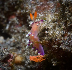 Coryphellina exoptata
