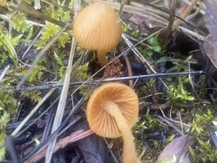 Galerina semilanceata
