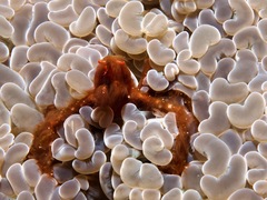 Achaeus japonicus