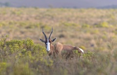 Damaliscus pygargus pygargus