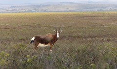 Damaliscus pygargus pygargus