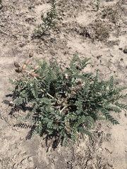Sophora nuttalliana