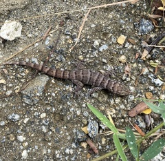 Phyllodactylus julieni