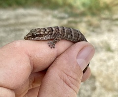 Phyllodactylus julieni