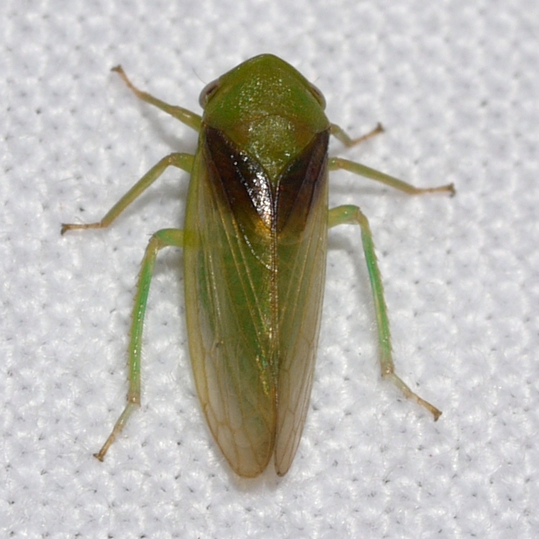 Macropsis osborni