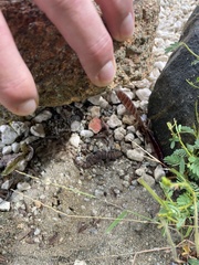 Phyllodactylus julieni