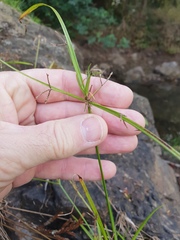 Cyperus haspan