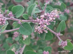 Salpianthus arenarius
