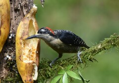 Melanerpes pucherani