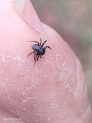 Pagida salticiformis