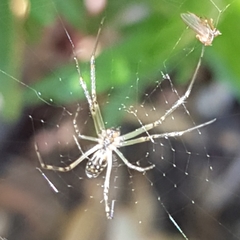 Leucauge dromedaria