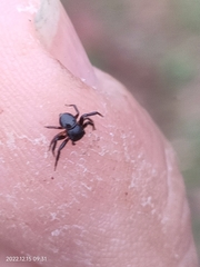 Pagida salticiformis