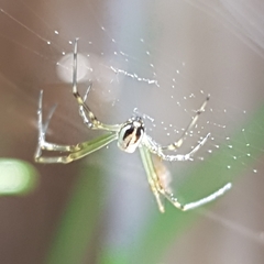 Leucauge dromedaria