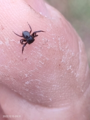 Pagida salticiformis