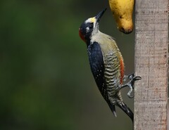 Melanerpes pucherani