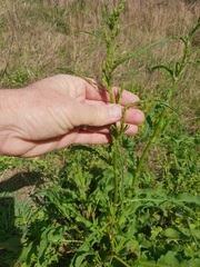 Rumex brownii