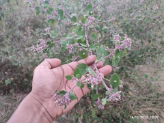 Salpianthus arenarius