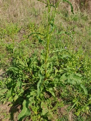 Rumex brownii