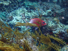 Sargocentron caudimaculatum