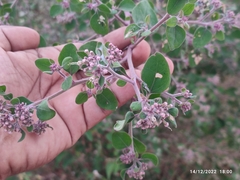 Salpianthus arenarius