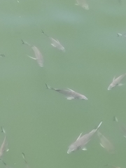 Acanthopagrus australis