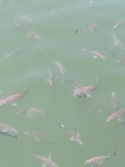 Acanthopagrus australis