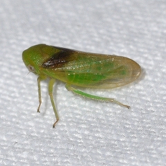 Macropsis osborni