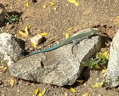 Cnemidophorus arubensis