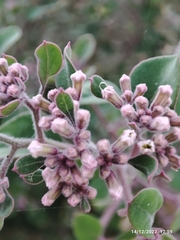 Salpianthus arenarius