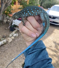 Cnemidophorus arubensis