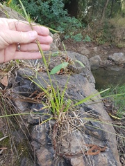 Cyperus haspan