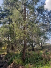 Melaleuca bracteata