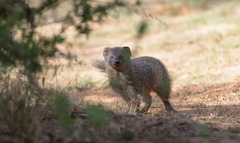 Herpestes pulverulentus