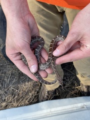 Pantherophis emoryi