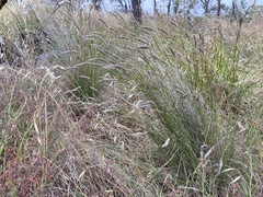 Amphipogon