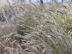 Amphipogon