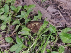 Catasticta ctemene