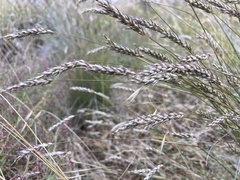 Amphipogon