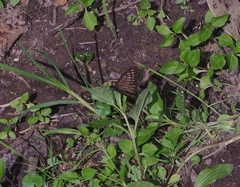 Catasticta ctemene
