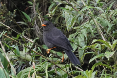 Turdus serranus