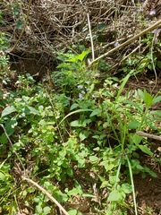 Ageratum houstonianum